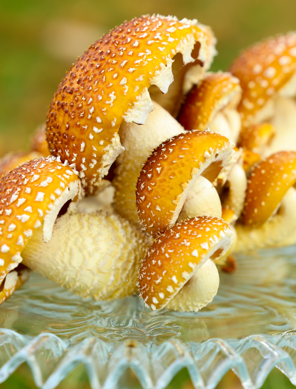 Organic Chestnut Mushrooms Grown in San Diego County