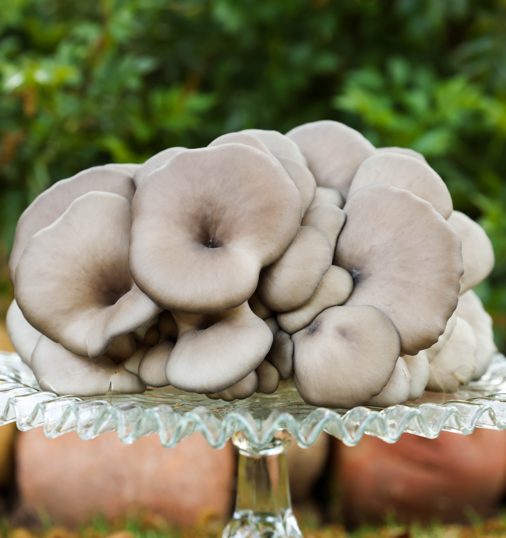 Organic Blue Oyster Mushrooms Grown in San Diego County