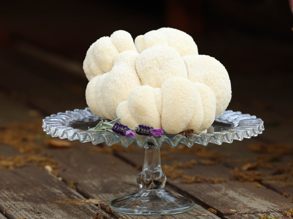 Organic Lions Mane Mushrooms Grown in San Diego County