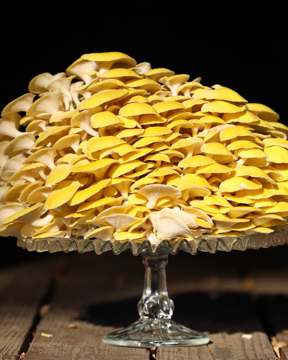 Organic Golden Oyster Mushrooms Grown in San Diego County