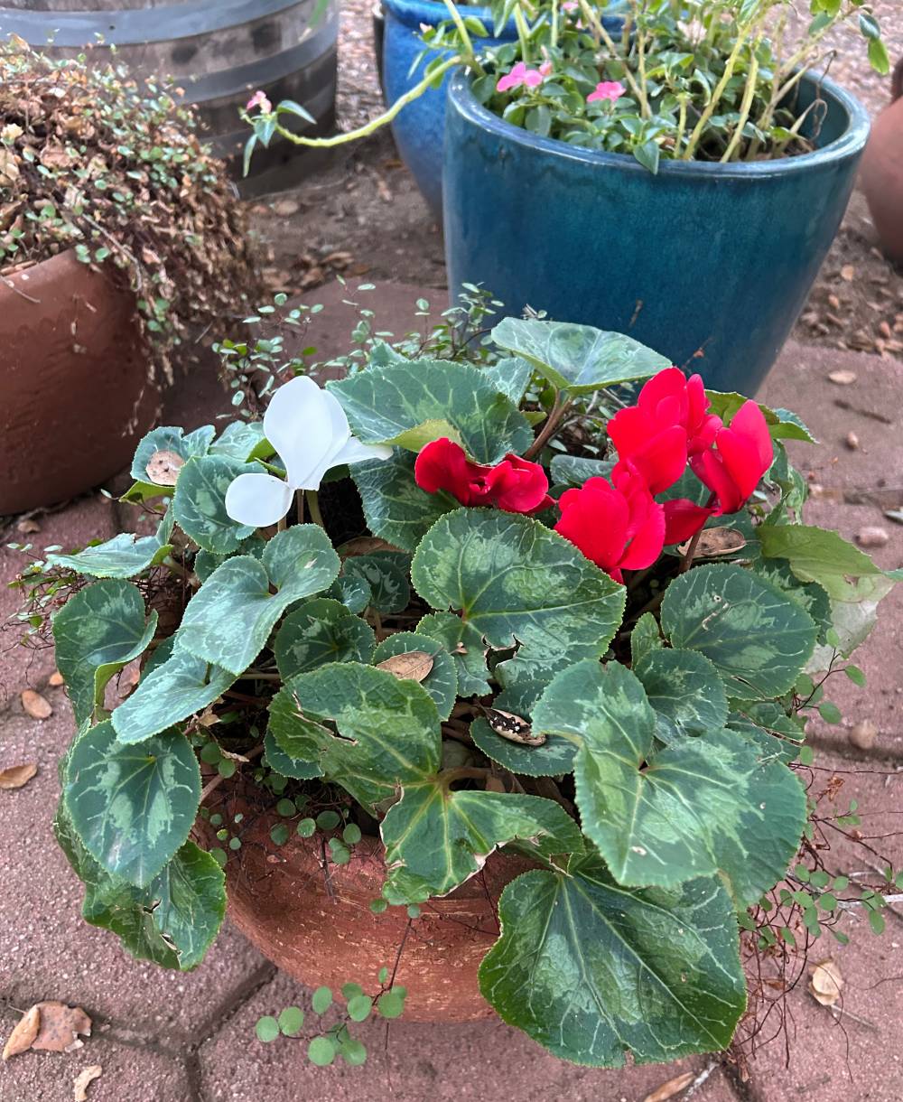 A Cyclamen Growing in the Front Garden