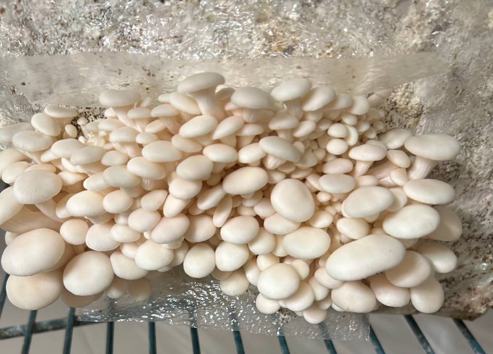 Snow Oyster Mushrooms Growing