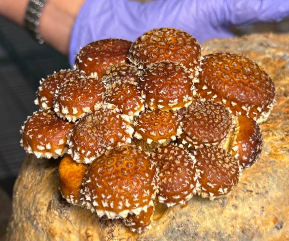 Chestnut Flush Mushrooms