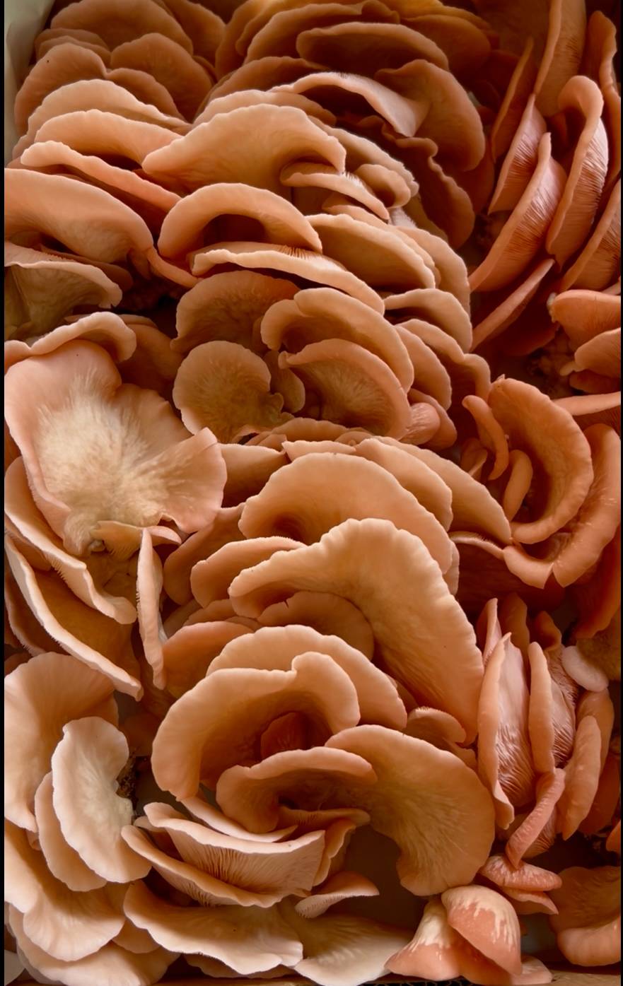 July Pink Oyster Harvest